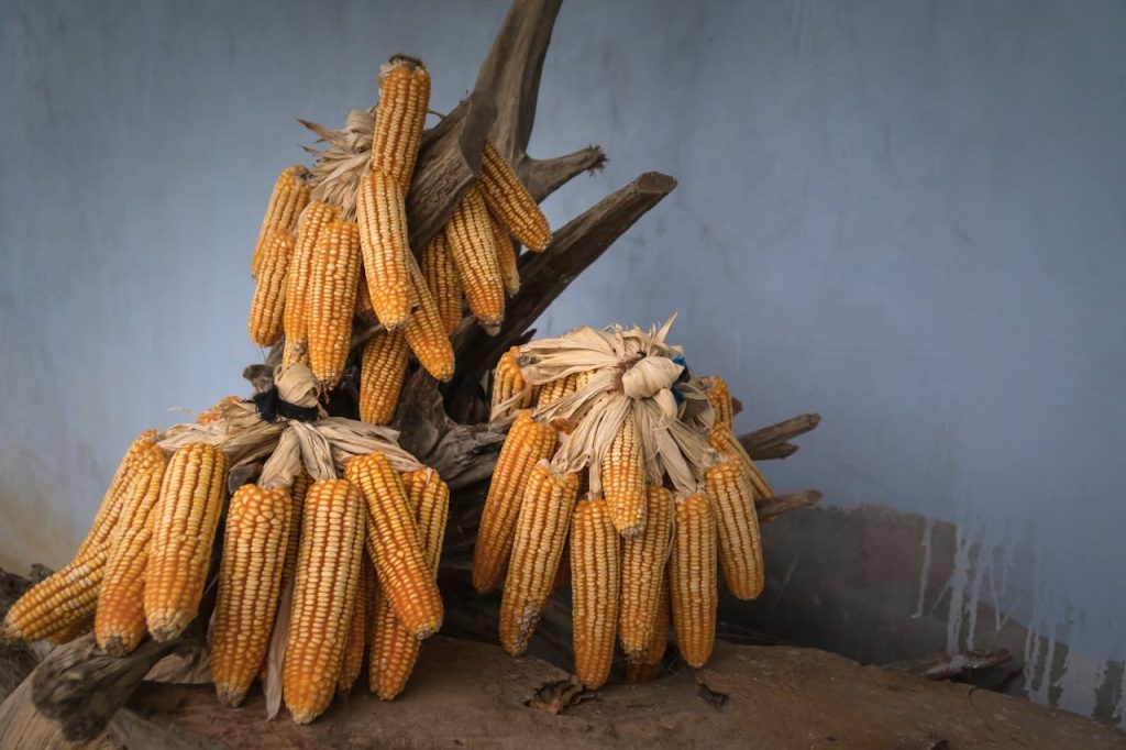 Bunches of dried corn cobs neatly arranged for a rustic, natural decor setting.