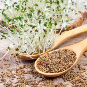 Graines à germer: Alfalfa 2.5kg